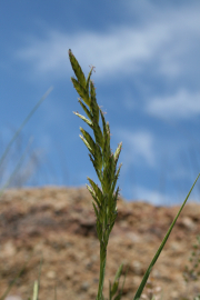 alkali saltgrass (Distichlis stricta )